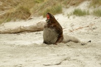 Lachtan novozelandsky - Phocarctos hookeri - New Zealand sea lion - whakahao 0199